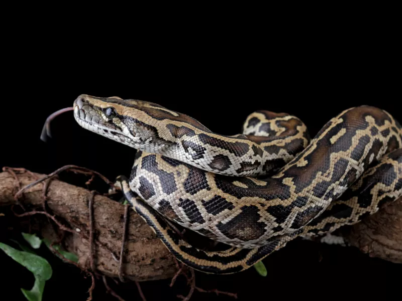 Βίντεο: Ένας άνδρας παλεύει με βιρμανικό πύθωνα σχεδόν έξι μέτρων στη ...