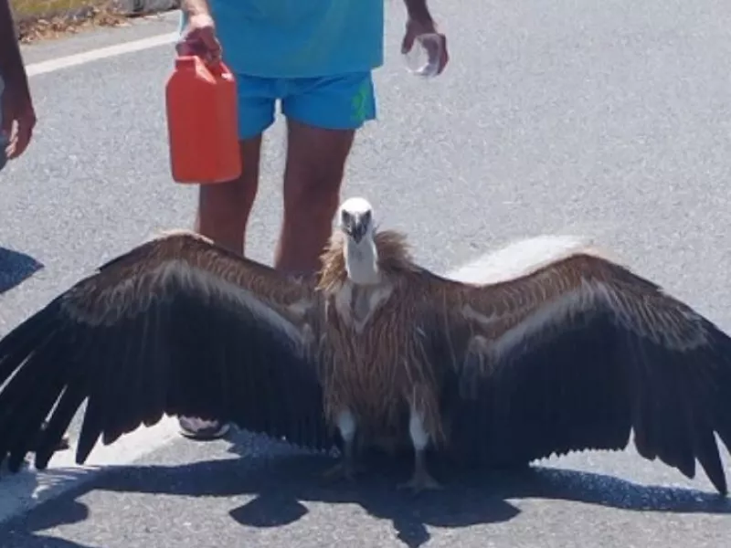 γύπας