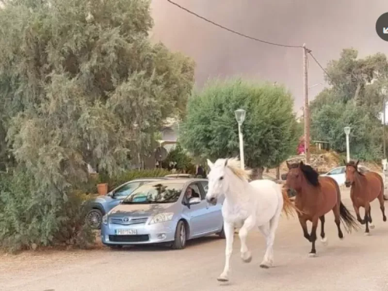 άλογα
