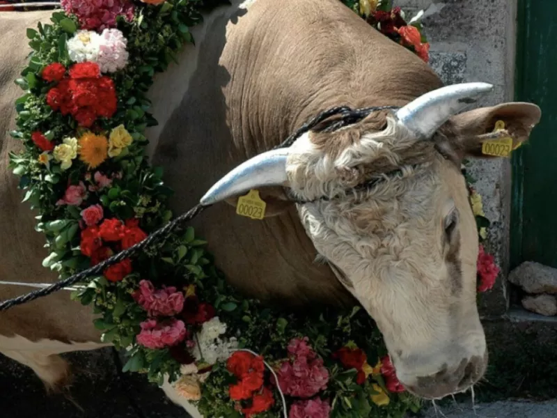 Ταύρος