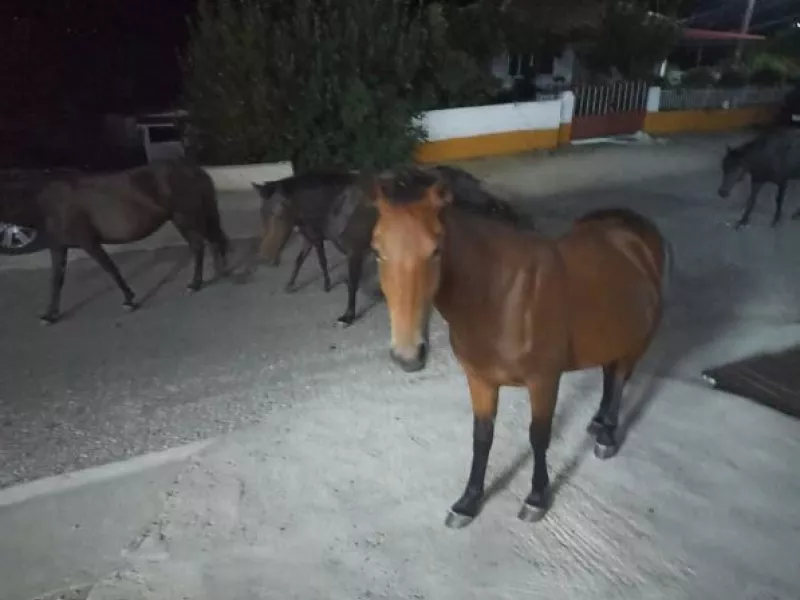 άλογα