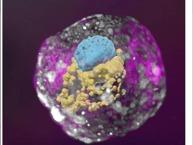 Model of embryo