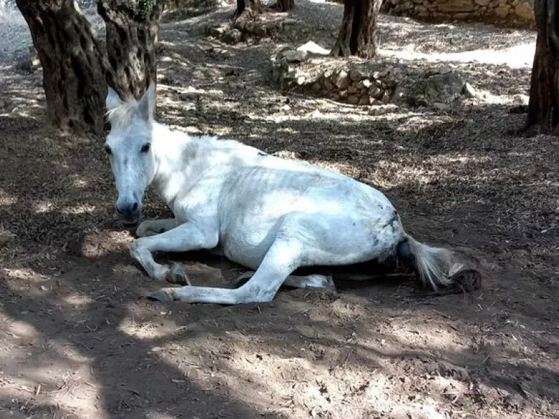 Άλογο
