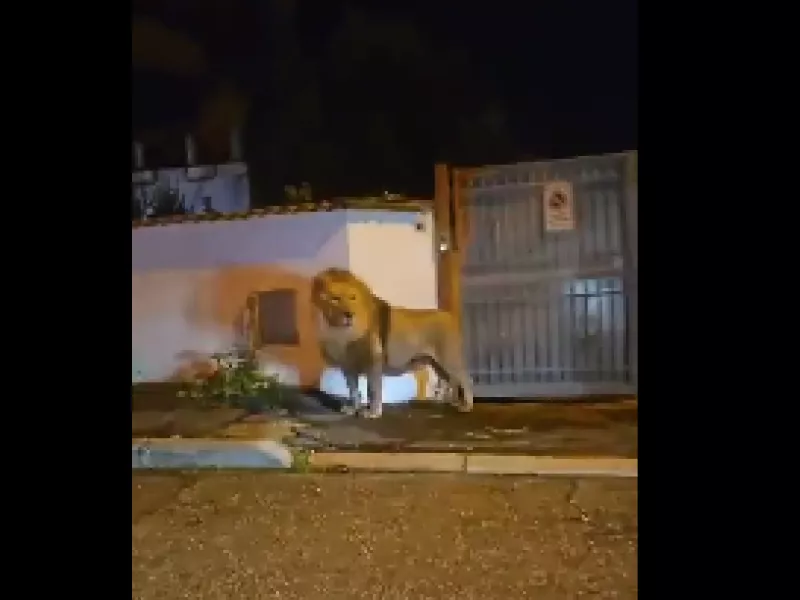 Λιοντάρι