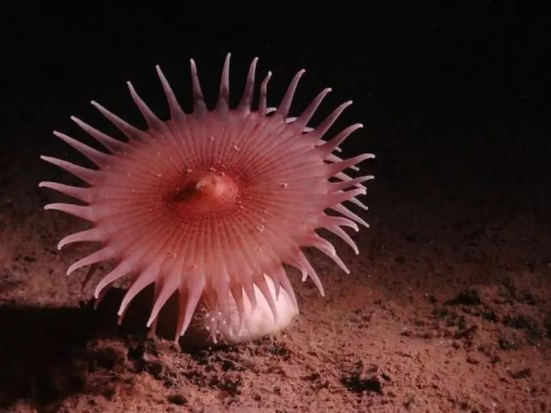  Pacific mining zone sea life