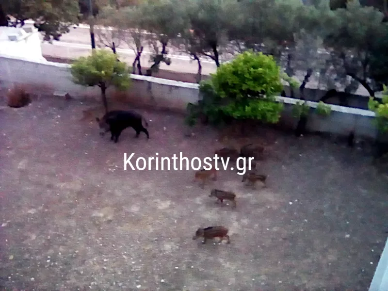 Αγριογούρουνα