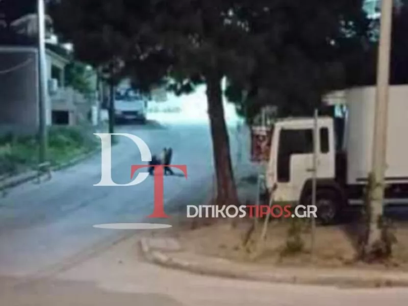 Πανικός στο Άργος Ορεστικό: Εξαγριωμένη μαμά αρκούδα εγκλωβίστηκε στο κέντρο της πόλης – Δείτε βίντεο 