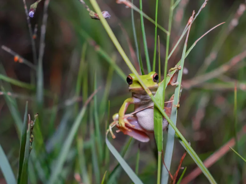Darwin's frog