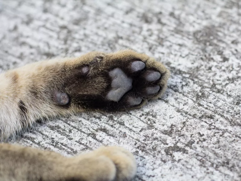 Paws cat