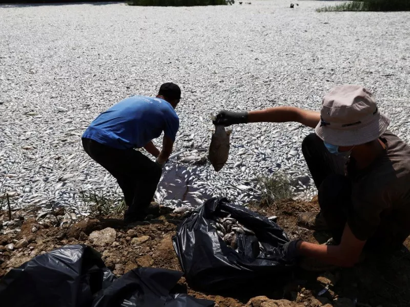 Βόλος νεκρα ψάρια 