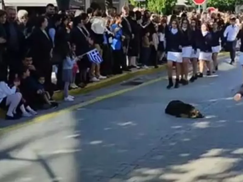 Αριδαία: Σκυλάκος κοιμάται ενώ κάνουν παρέλαση δίπλα του