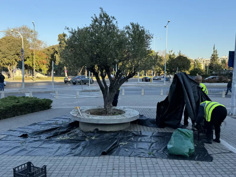 Ελιές