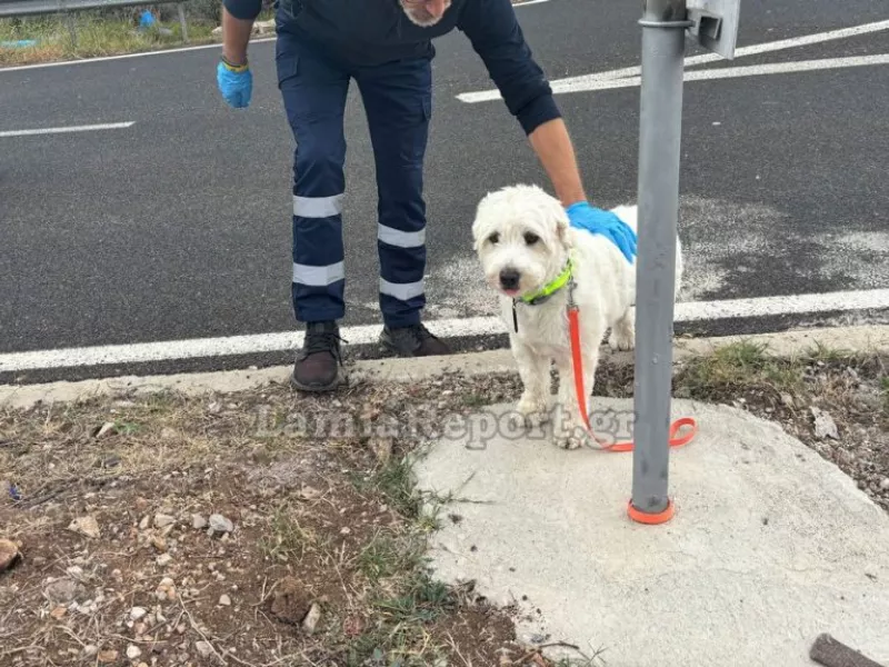 Λαμία: Νεκρός 54χρονος σε τροχαίο - Το σκυλάκι του περίμενε το αφεντικό του δίπλα στο σημείο του δυστυχήματος