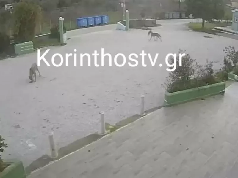 Λύκοι