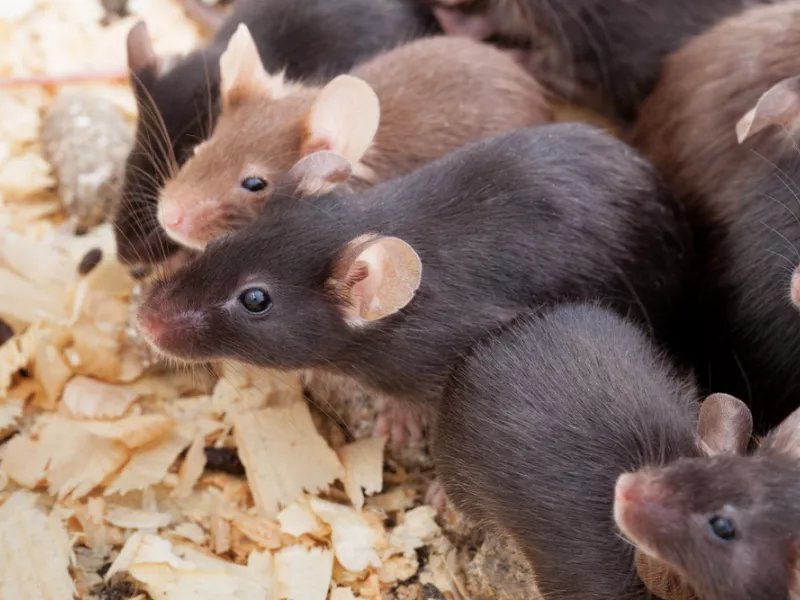 laboratory mouses