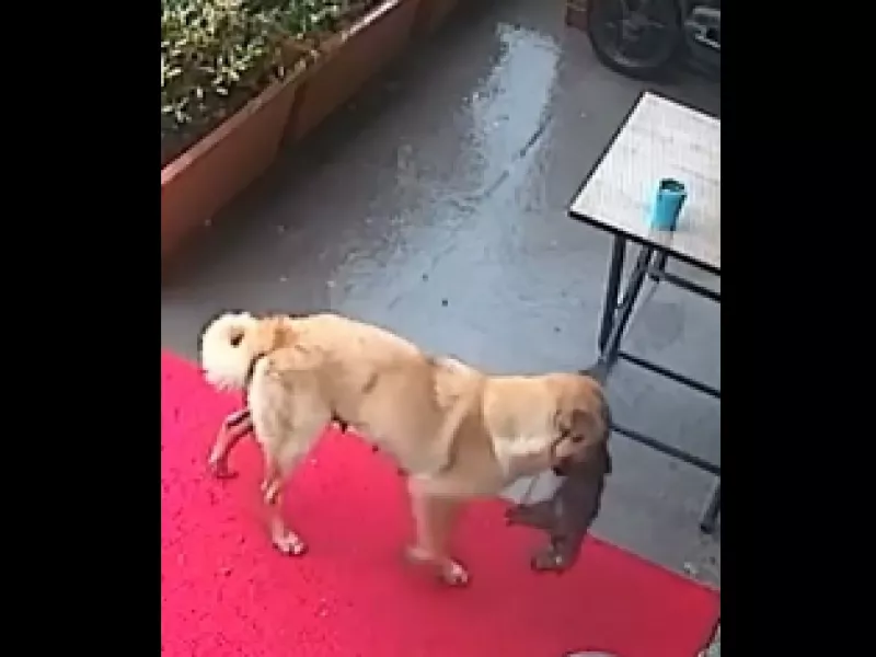 Κουτάβι
