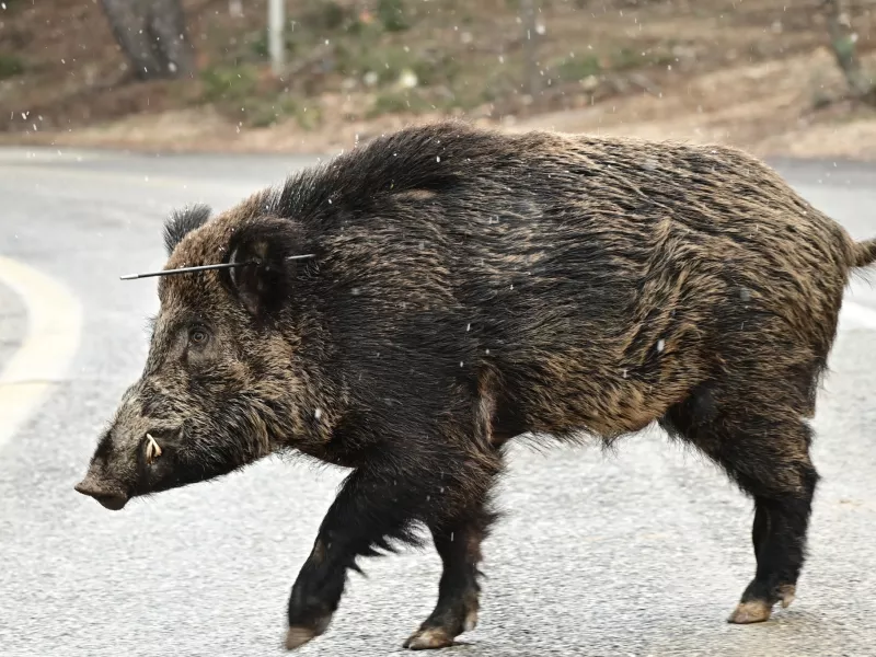 Αγριογούρουνο