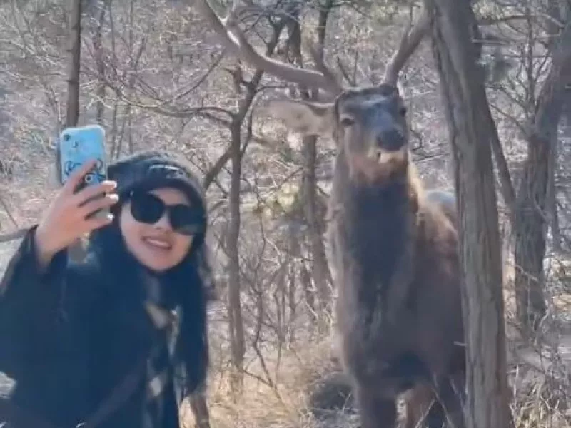 Ελάφι ποζάρει για selfie – Viral βίντεο