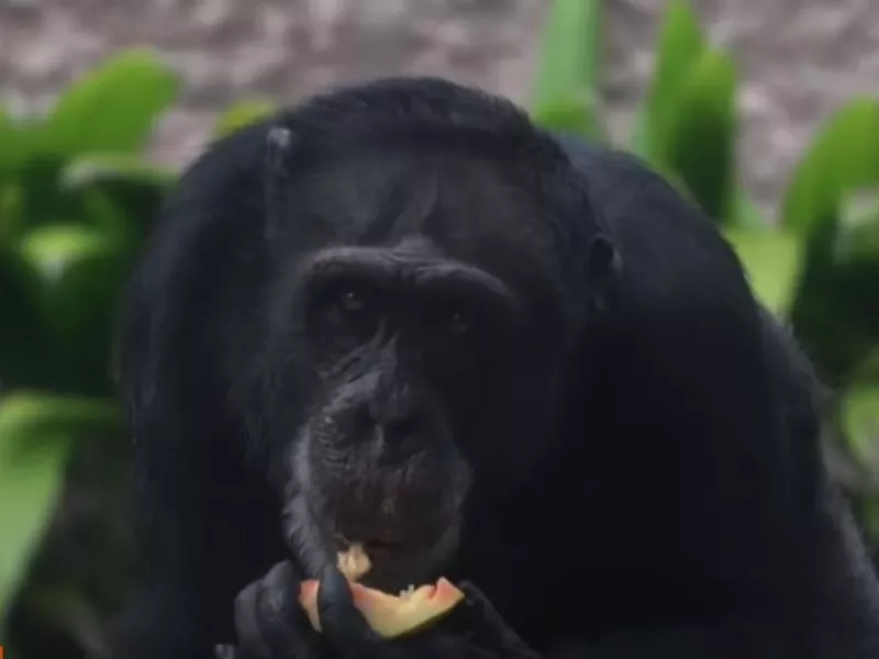 Yoko chimpanzee