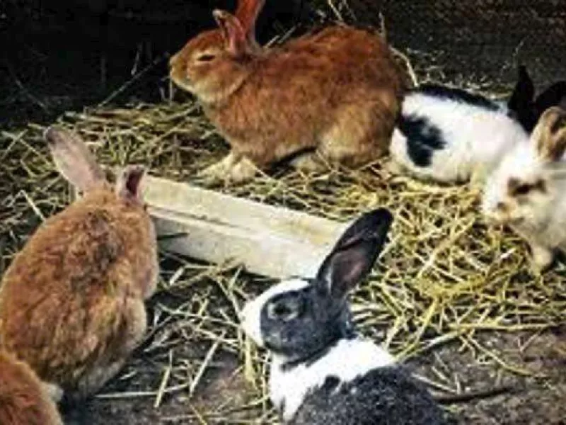 Αλυσίδα pet shop στη Βρετανία σταματά τις πωλήσεις κουνελιών τη Μεγάλη Εβδομάδα