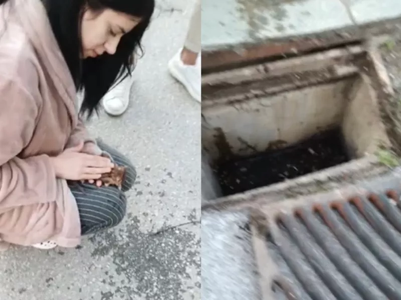 Θεσσαλονίκη: 21χρονη επαναφέρει στη ζωή γατάκι που είχε πέσει σε φρεάτιο