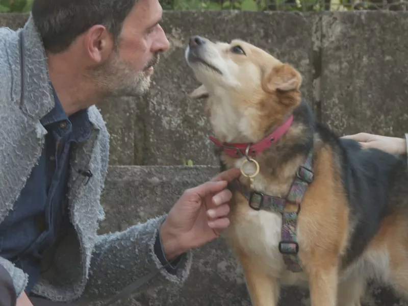 Pet Stories
