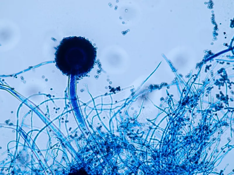 Aspergillus