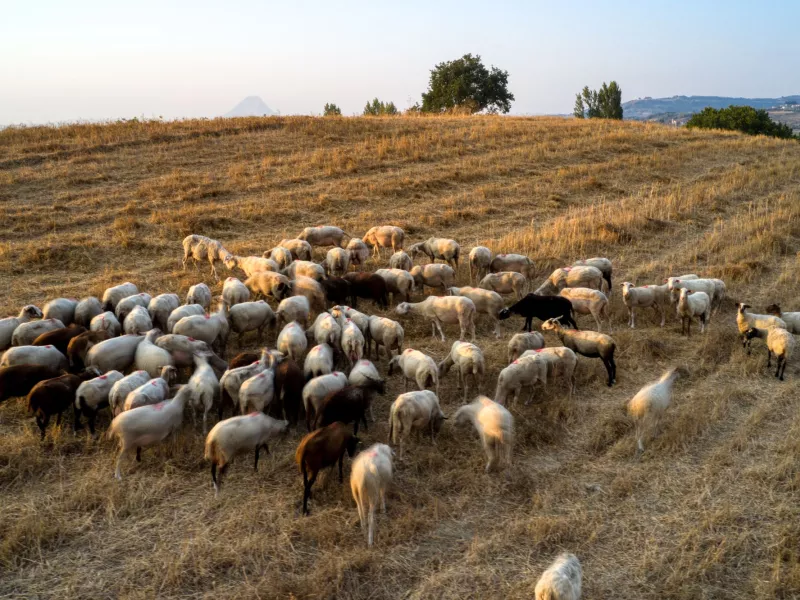 ΕΥΛΟΓΙΑ ΑΙΓΟΠΡΟΒΑΤΑ