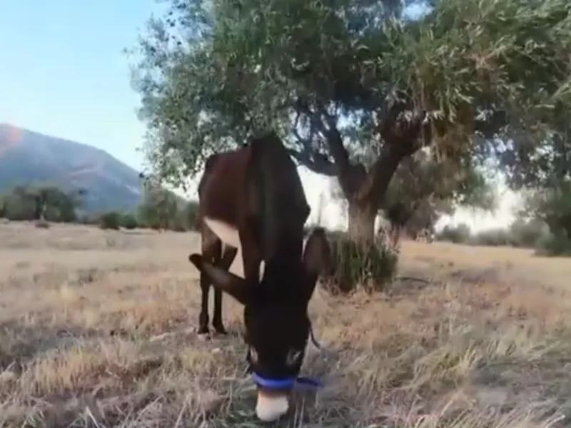 Γηροκομείο για γαϊδουράκια στην Πάτμο