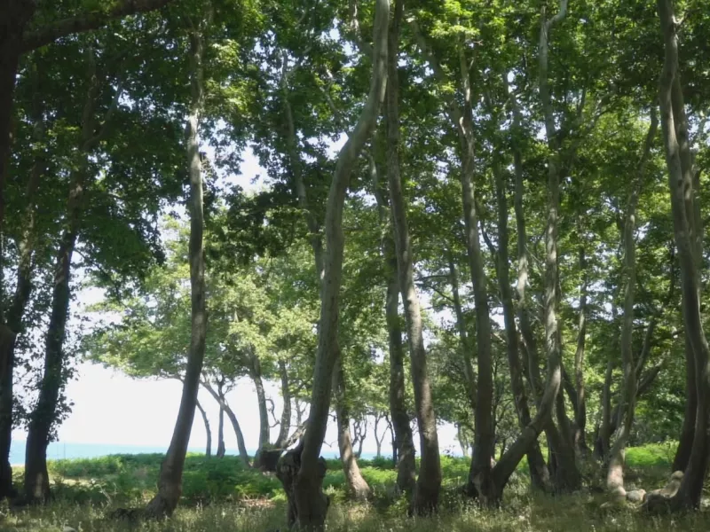 Κάμπινκ