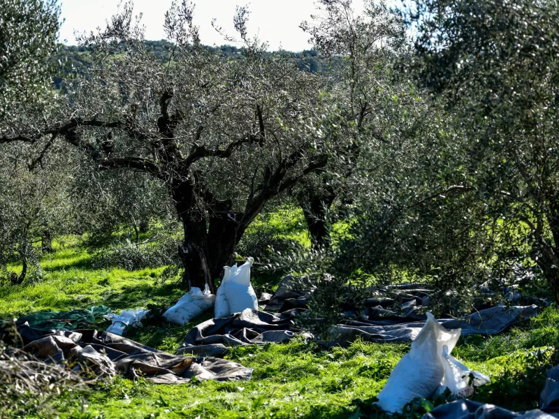 Ελιές 