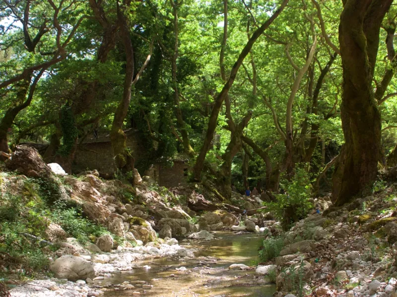 πλατάνια