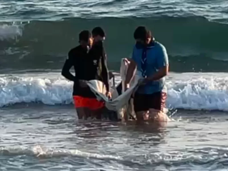 Δελφίνι 