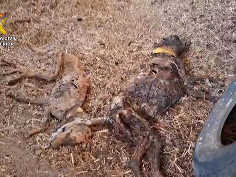 σκυλος