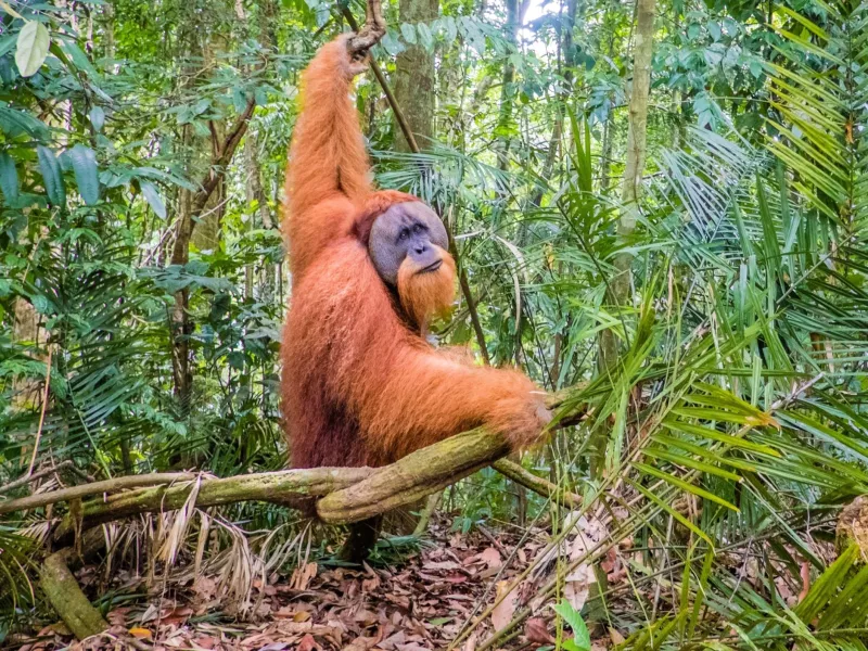 ινδονησια σουματρα ουρακοταγκος