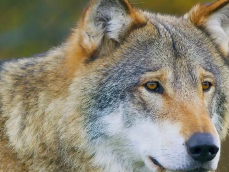 Νεοχώρι Υπάτης: Επιδρομές λύκων στην περιοχή