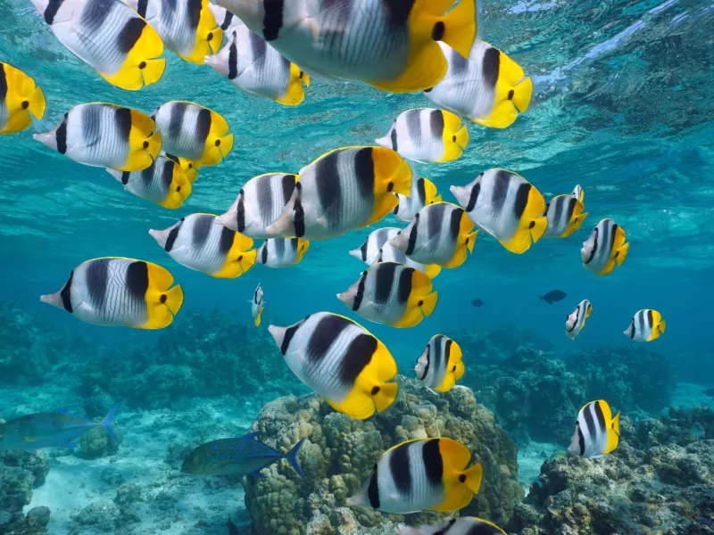 ψαρια ειρηνικος 