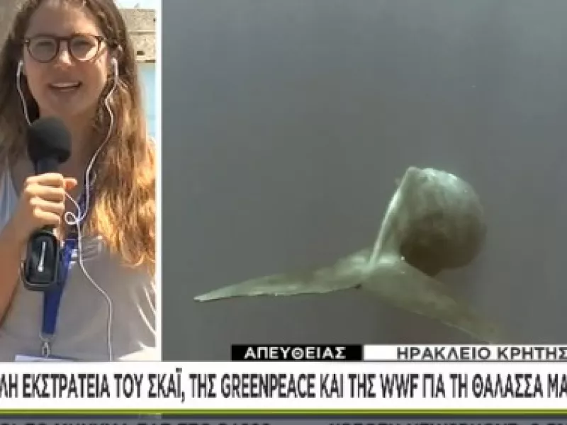 Στα ίχνη των φαλαινών και των δελφινιών της Μεσογείου