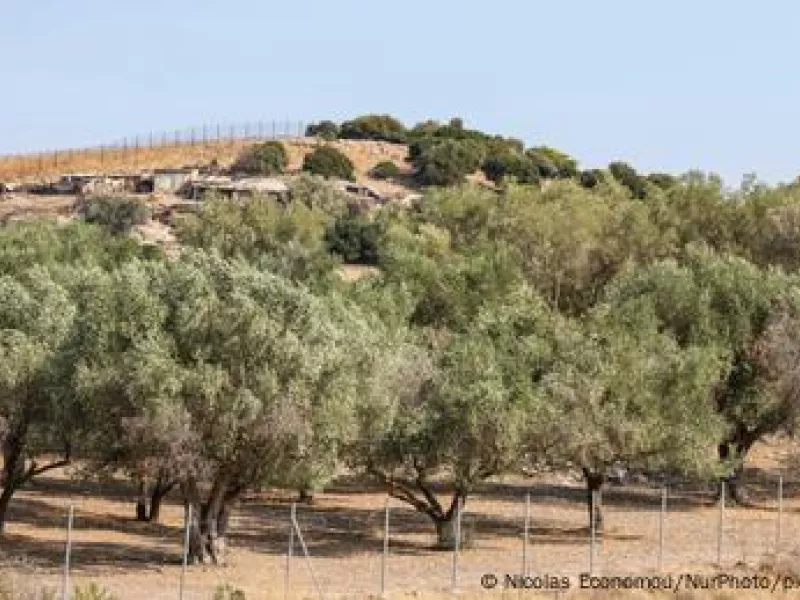Θα μειωθεί η τιμή του ελαιόλαδου;