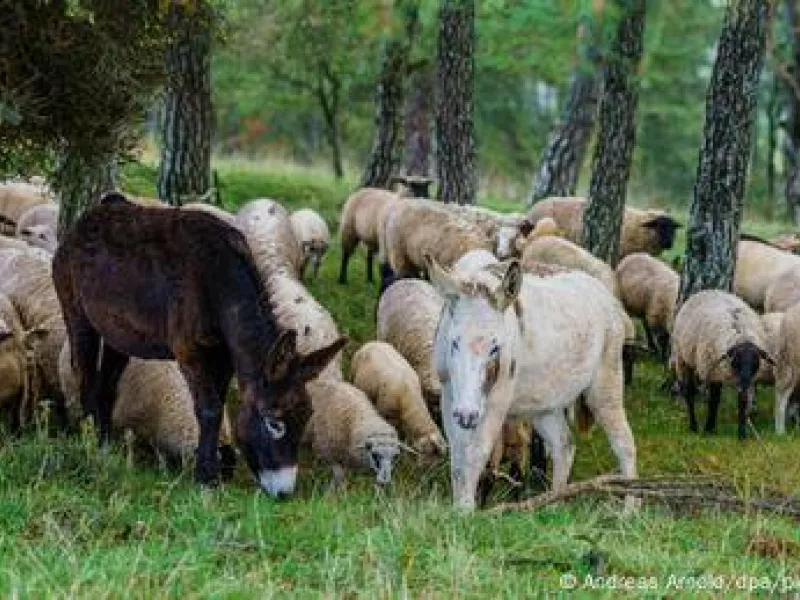 Όταν τα γαϊδούρια γίνονται… τσοπάνηδες