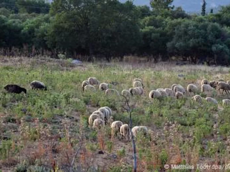 Έλεγχος αγροτικών ενισχύσεων
