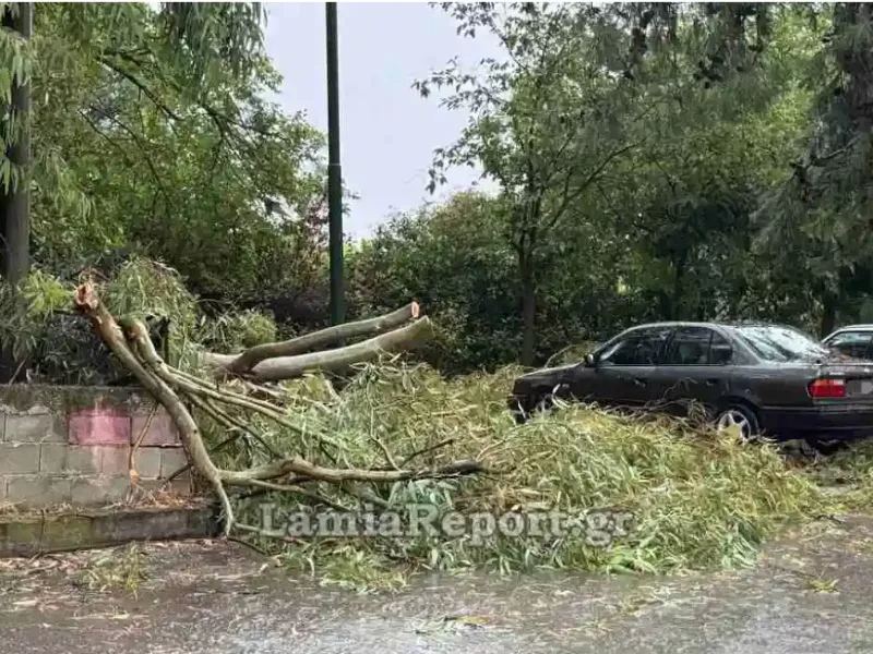 Πεσμένο δέντρο Λαμία