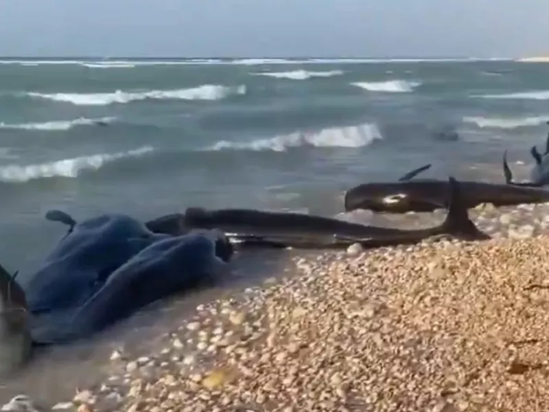 Δελφίνια