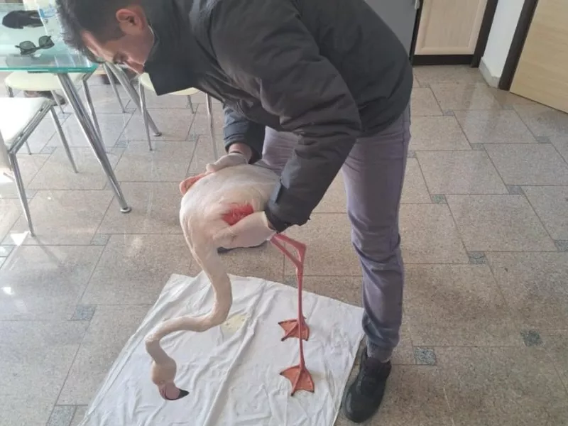 φλανινγκο