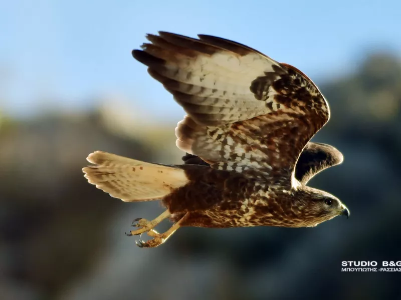 Πουλί στη λίμνη Πολυφύτου