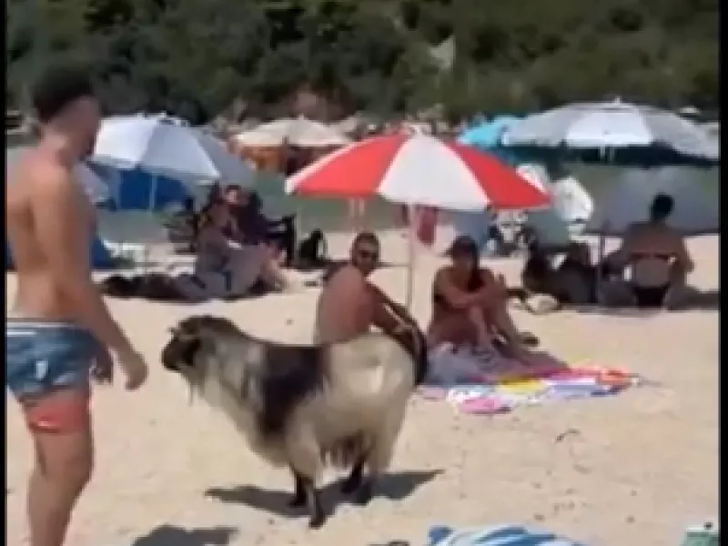 κατσίκα